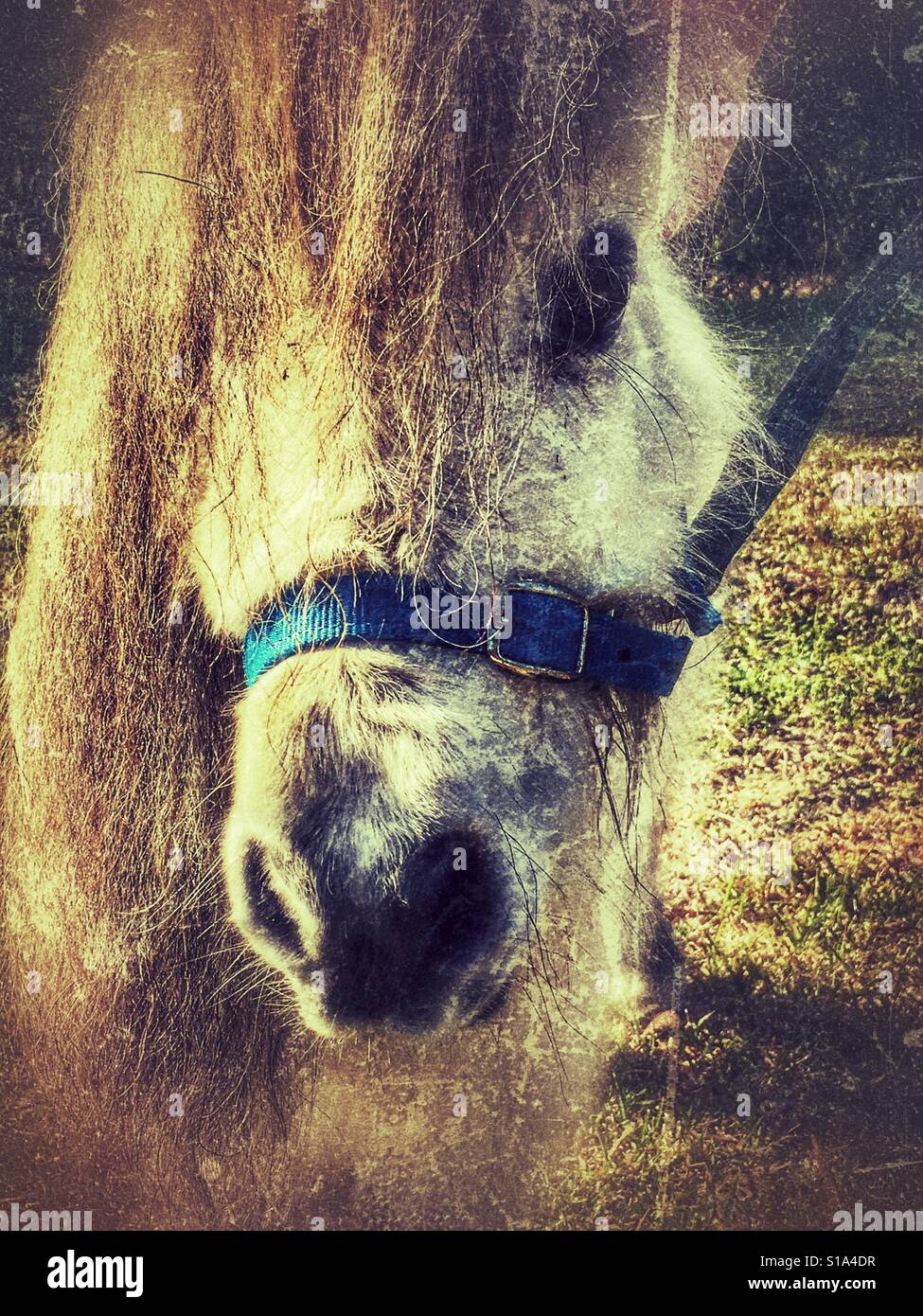 Falabella, cheval miniature, portrait Banque D'Images