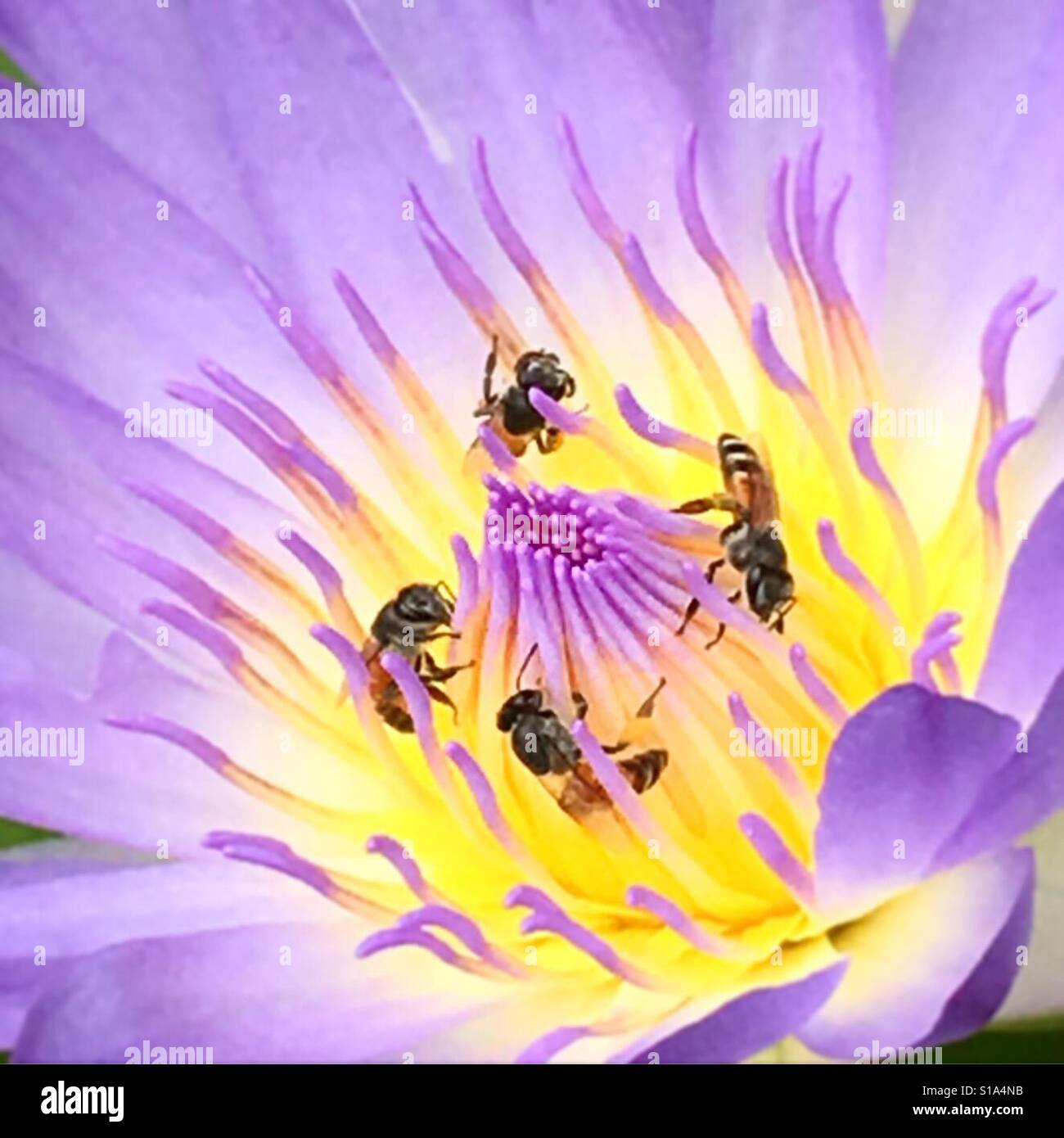 Gros plan de la collecte du pollen d'abeilles dans un lotus pourpre Banque D'Images