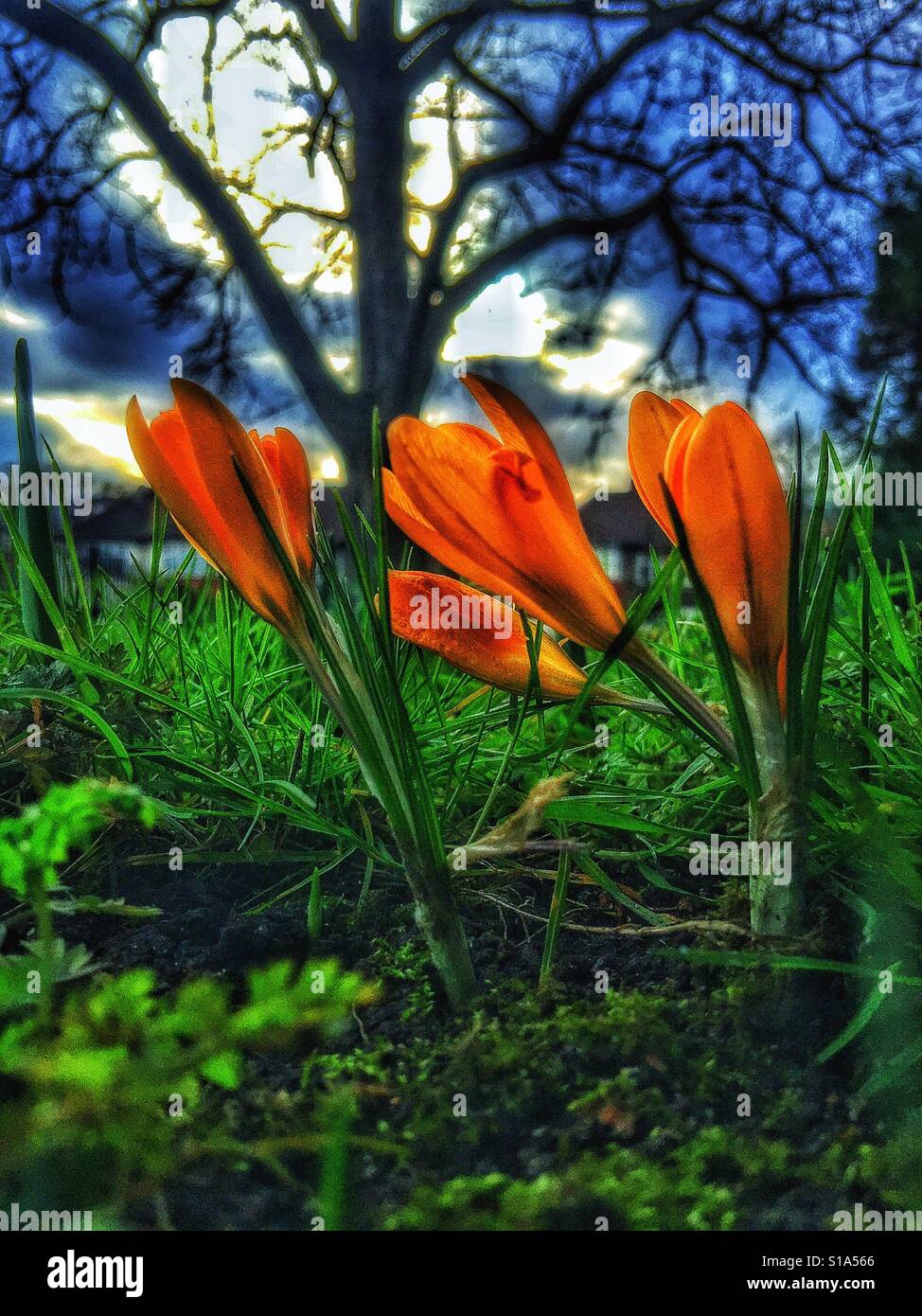 Crocus au printemps. Banque D'Images