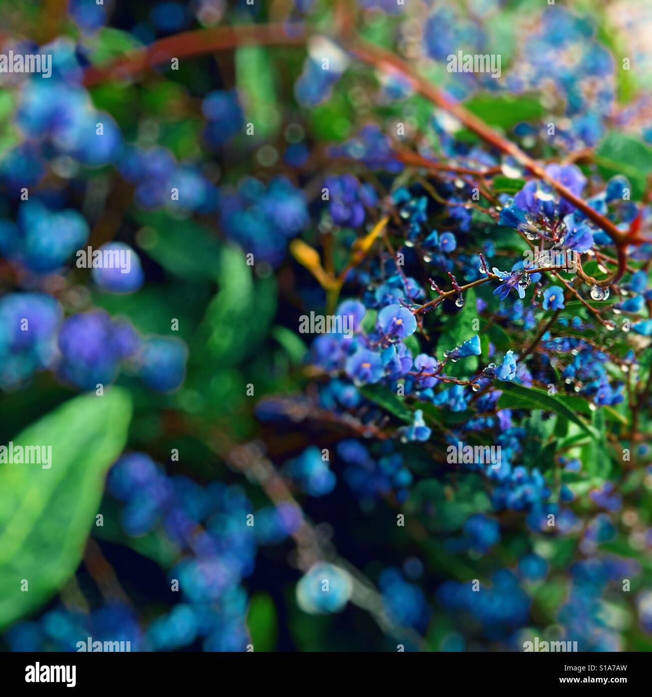 Le pourpre bleuâtre après la pluie Banque D'Images