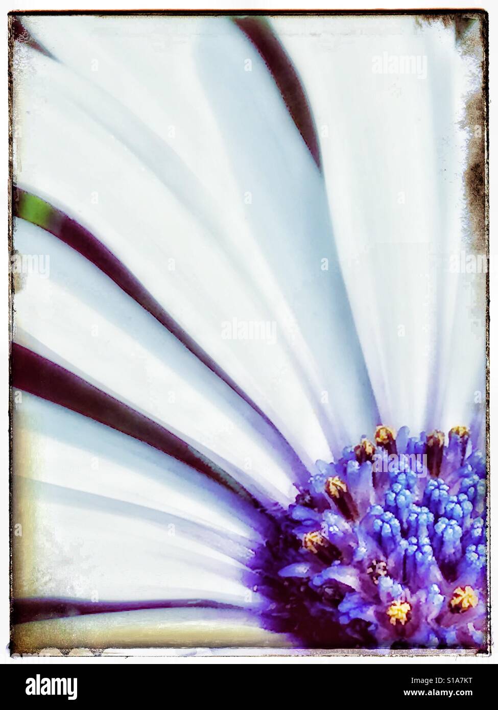 Le cap de l'Afrique, Close up Daisy Osteospermum ecklonis - Image de stock capturée avec un smartphone Le cap de l'Afrique, Close up Daisy Osteospermum ecklonis - Image de stock capturée avec un smartphone