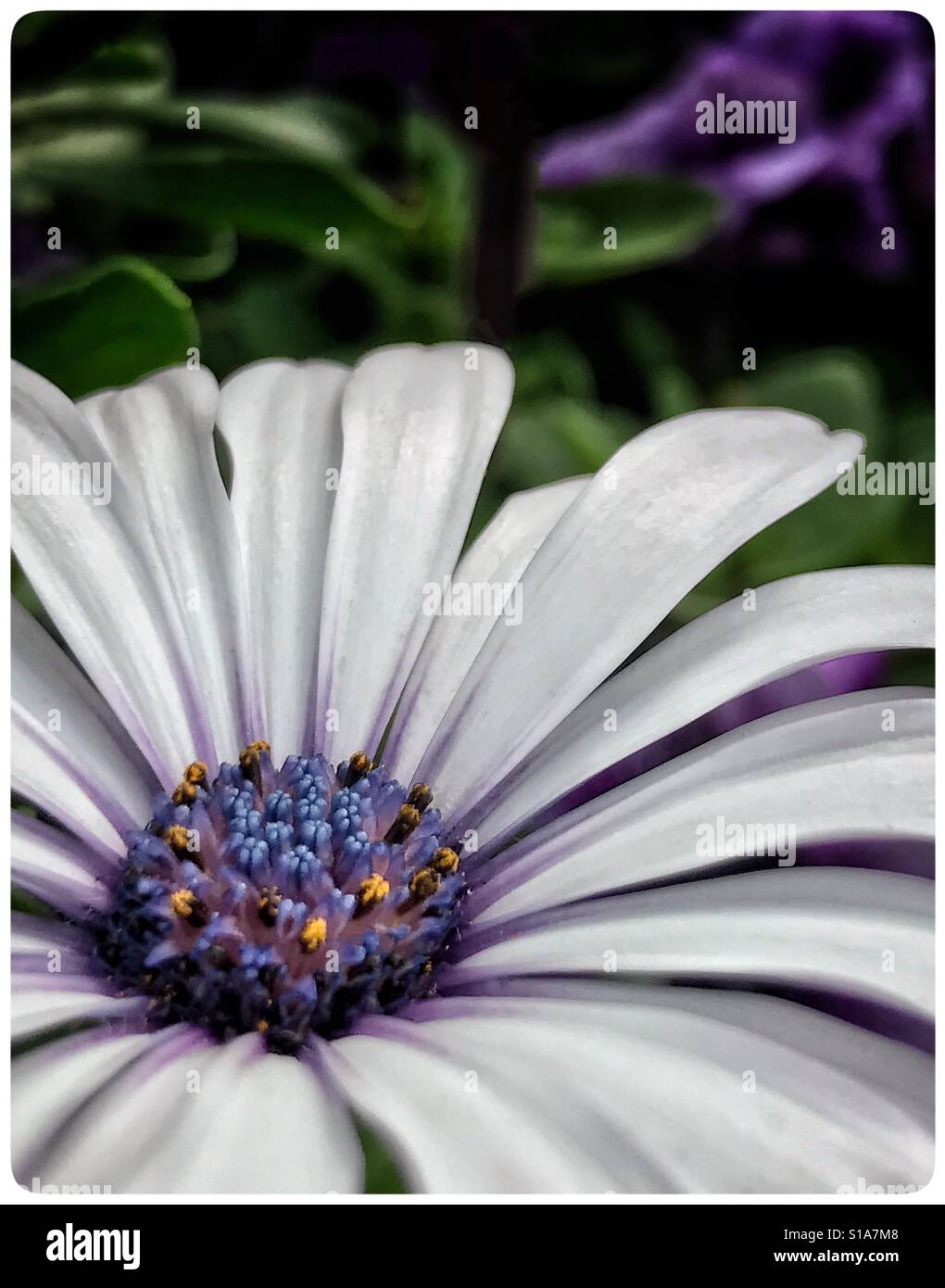 Le cap de l'Afrique dans le jardin, Daisy Osteospermum ecklonis - Image de stock capturée avec un smartphone Le cap de l'Afrique dans le jardin, Daisy Osteospermum ecklonis - Image de stock capturée avec un smartphone