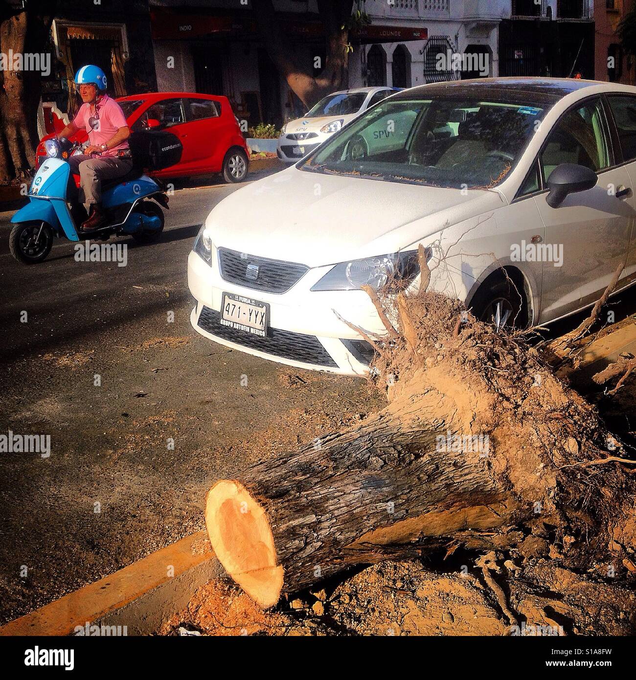 Couper un arbre dans la Colonia Roma, Mexico. Deforesting est en train de devenir un problème dans les villes, l'accroissement de la pollution. - Image de stock capturée avec un smartphone