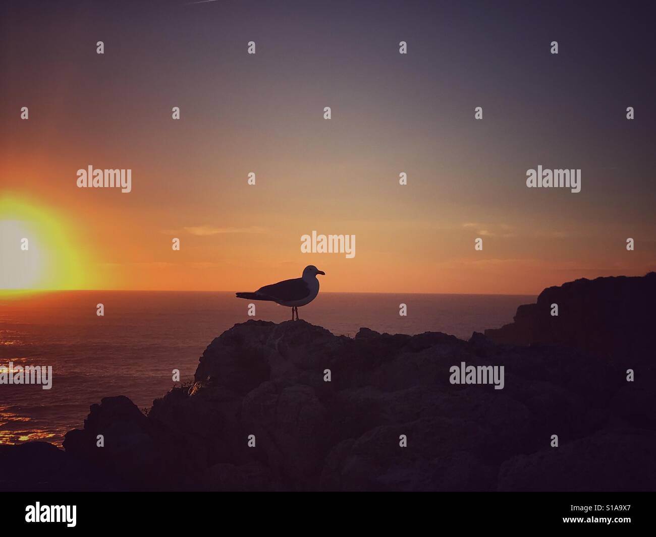 Mouette au coucher du soleil Sagres Algarve Portugal - Image de stock capturée avec un smartphone