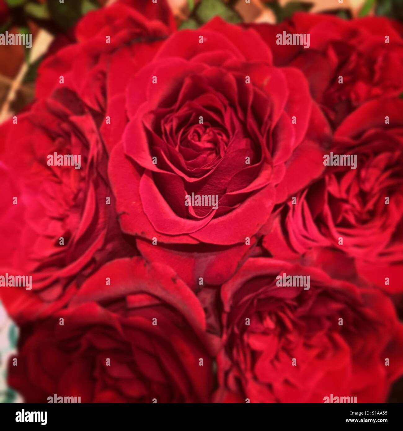 Roses rouges - Image de stock capturée avec un smartphone