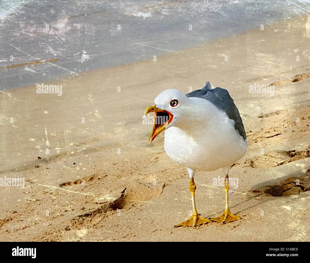 Mouette ! - Image de stock capturée avec un smartphone