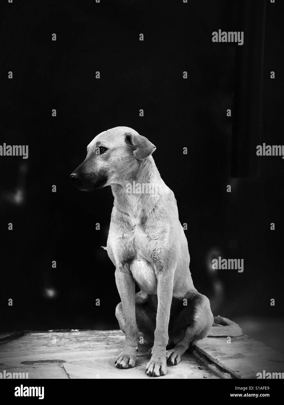 Un chien errant sur la montre de nuit. Banque D'Images