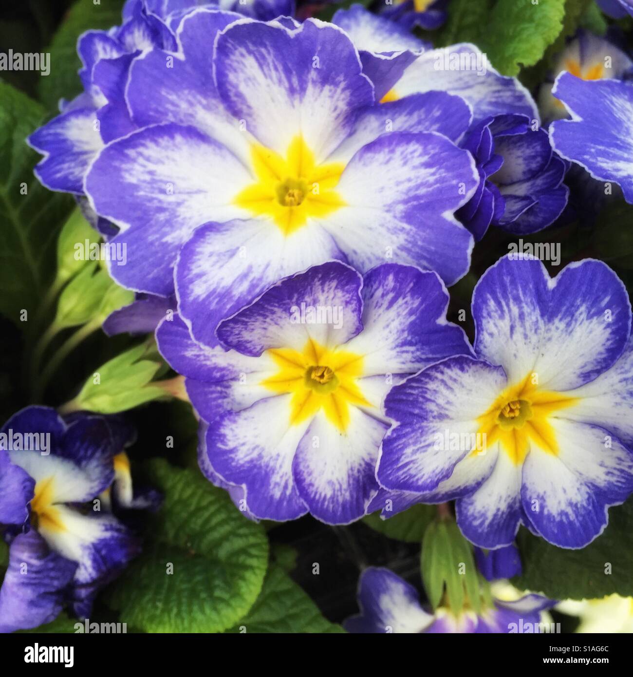 Le violet et le jaune les pétunias Banque D'Images