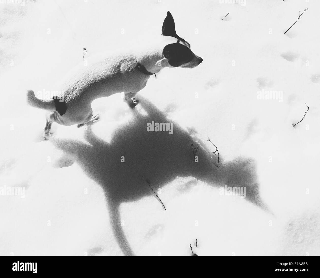 Jack Russell Terrier dog walking dans la neige en projetant une ombre qui ressemble à un chat. En noir et blanc. Banque D'Images