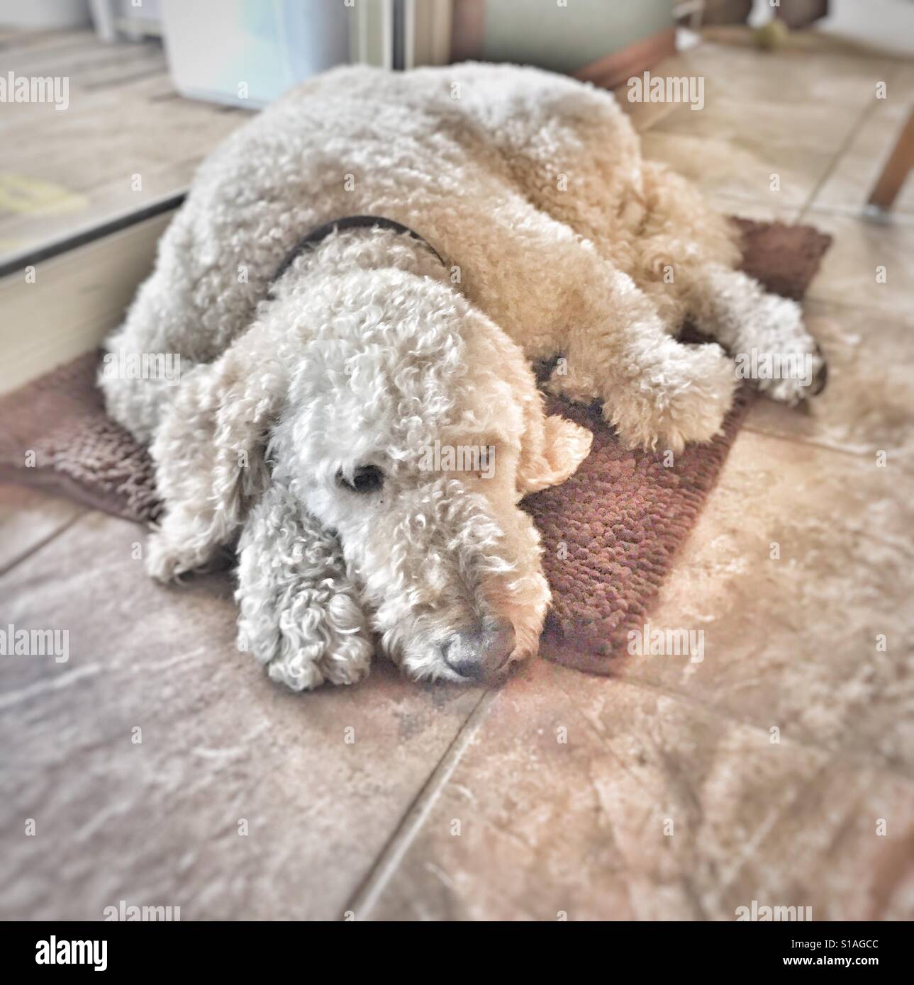 Sleepy old Goldendoodle. Banque D'Images