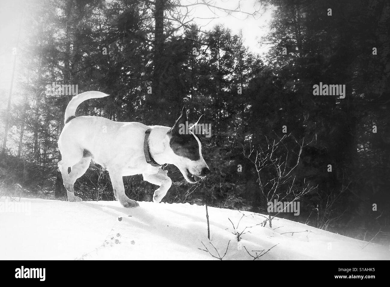 Chien qui court dans la neige le long d'une journée d'hiver. En noir et blanc. Banque D'Images