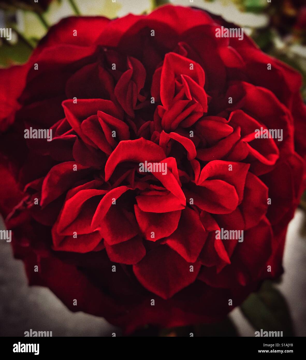 Rose rouge - Image de stock capturée avec un smartphone