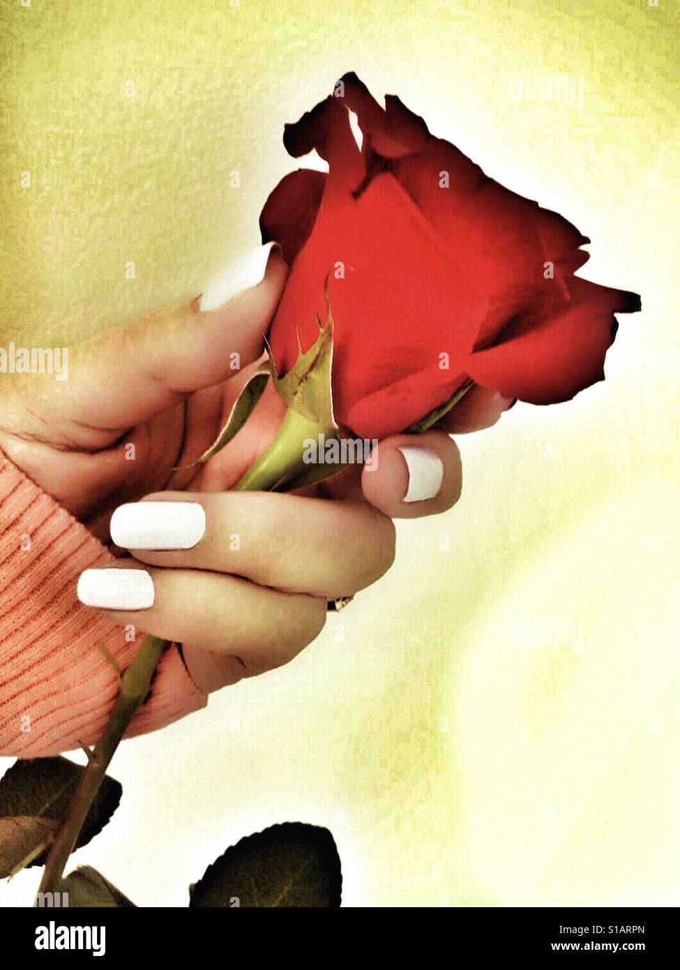Woman's Hand Holding Red Rose Banque D'Images