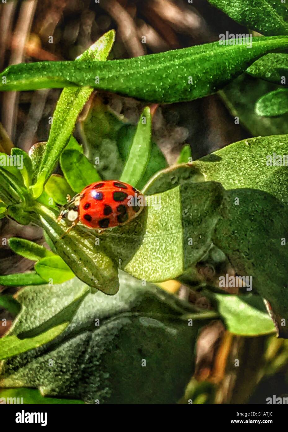 Une coccinelle coccinelle arlequin ou insecte, Harmonia axyridis Banque D'Images