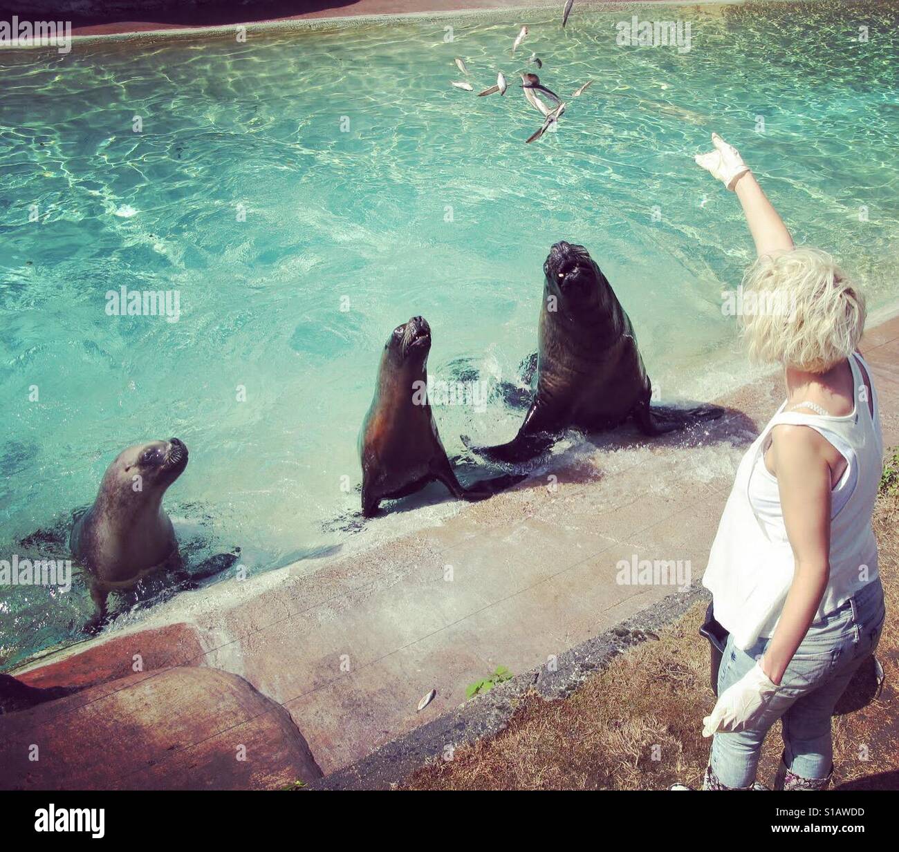 La capture de poissons lions de mer - Image de stock capturée avec un smartphone