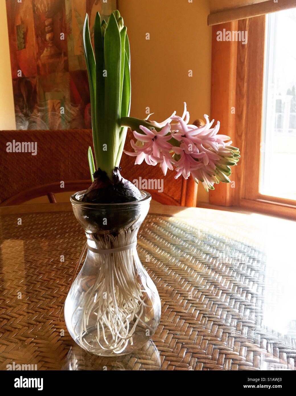 Jacinthe d'eau dans un vase w racines montrant Photo Stock - Alamy