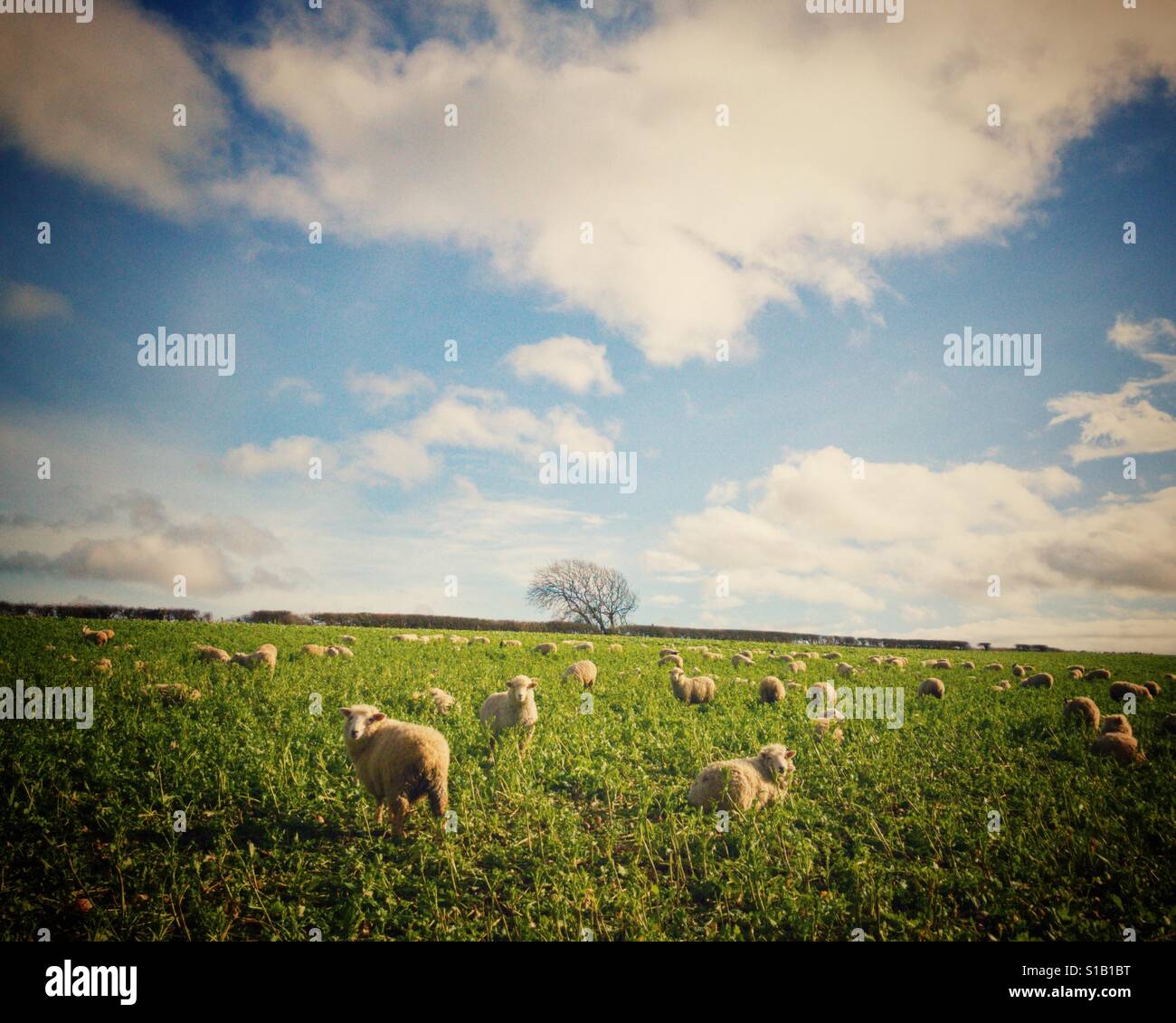 Moutons dans le champ Banque D'Images
