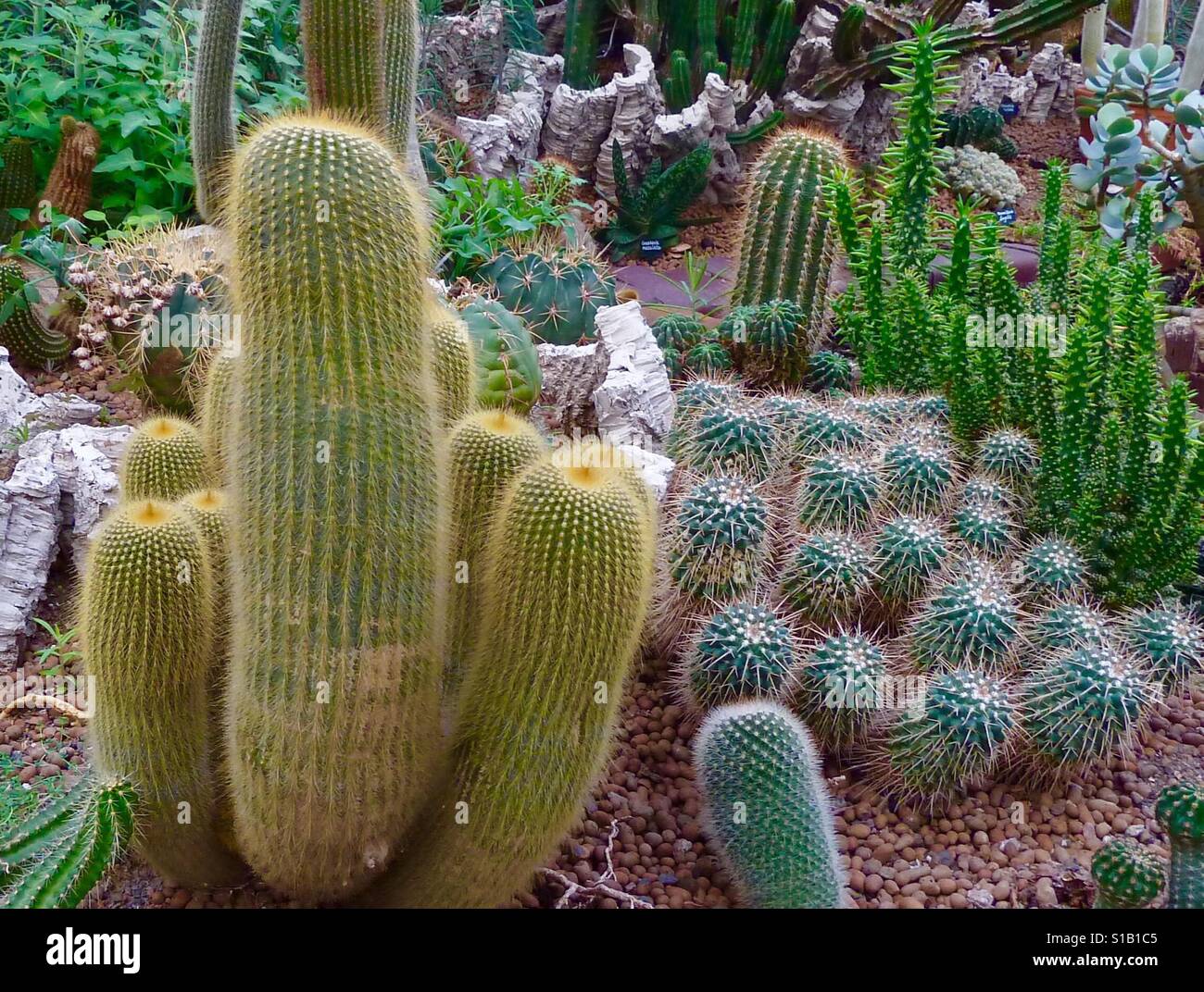 Plantes de cactus Banque D'Images