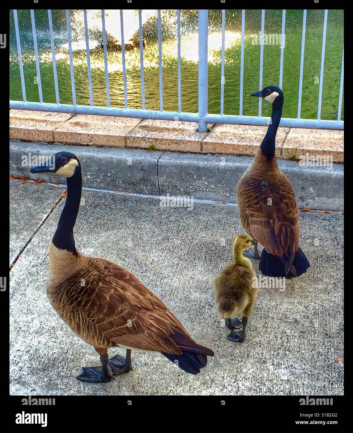 Des oies et des oisons, Branta canadensis - Image de stock capturée avec un smartphone
