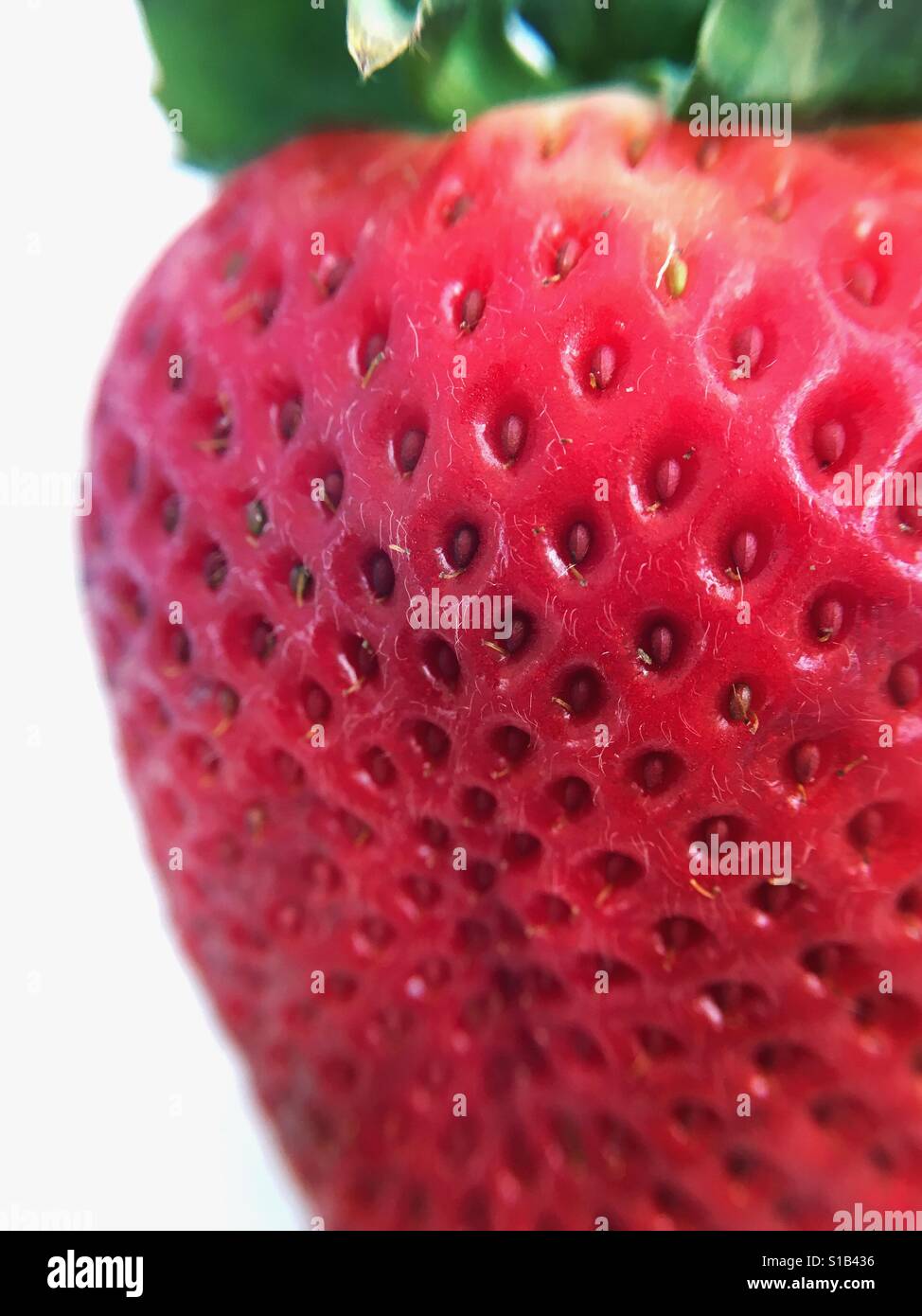 Close up macro photo d'une fraise rouge frais sur un fond blanc. Banque D'Images