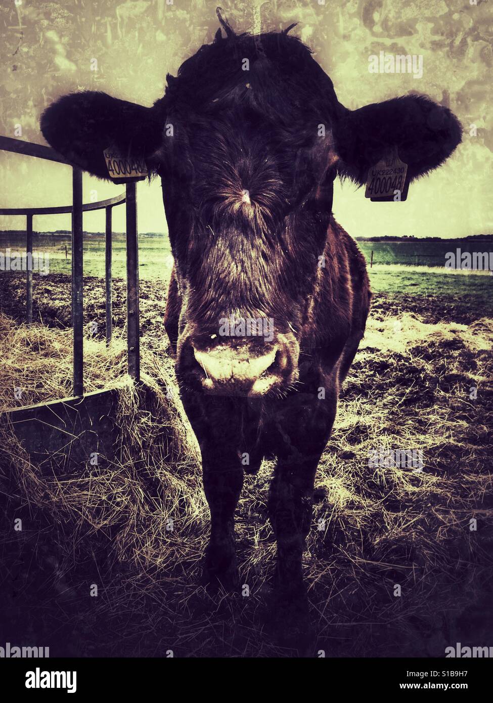 Bovins Red Poll, marais de Ferry Angleterre Bawdsey - Image de stock capturée avec un smartphone