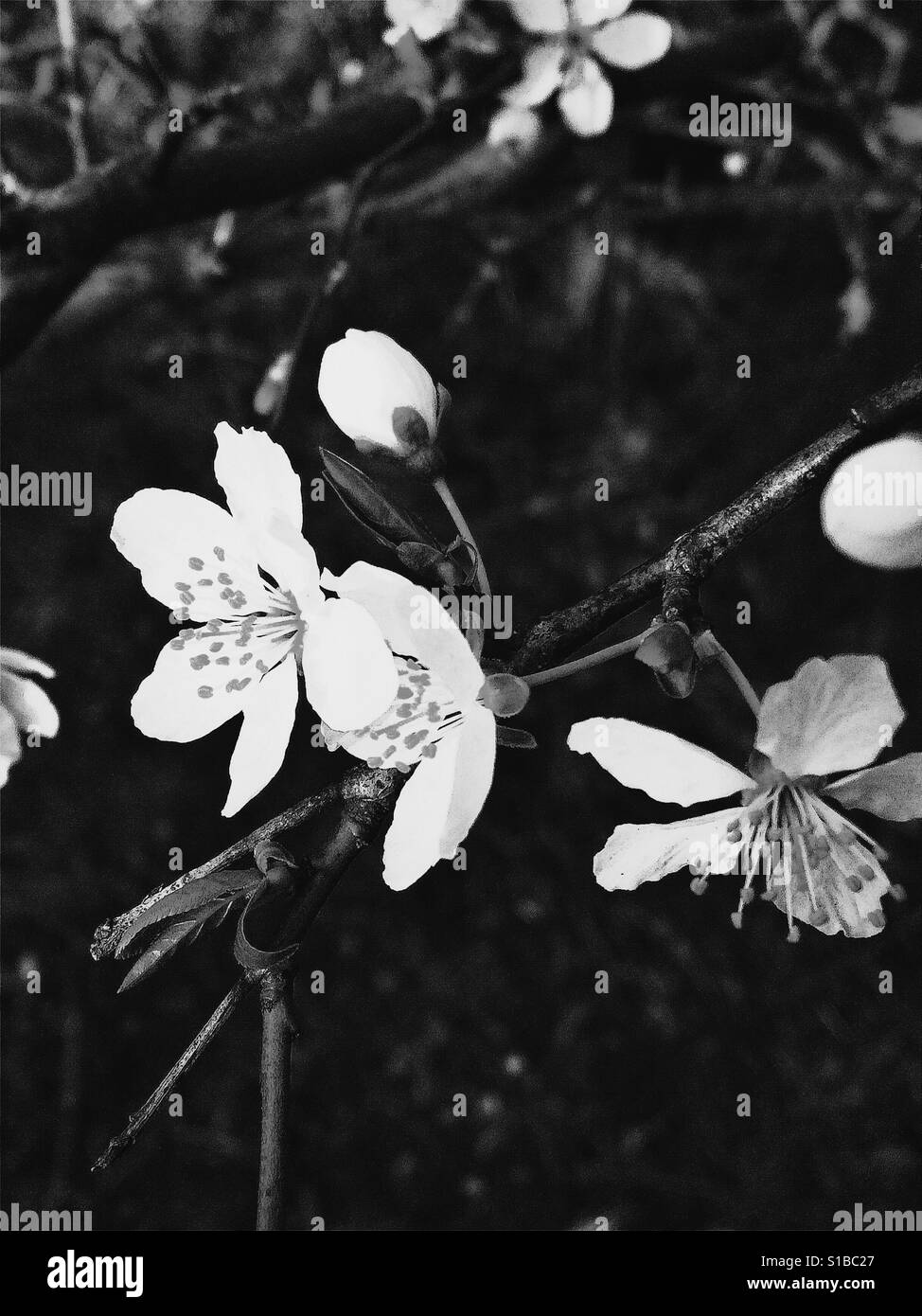 Blanc de printemps de l'arbre en fleurs Banque D'Images