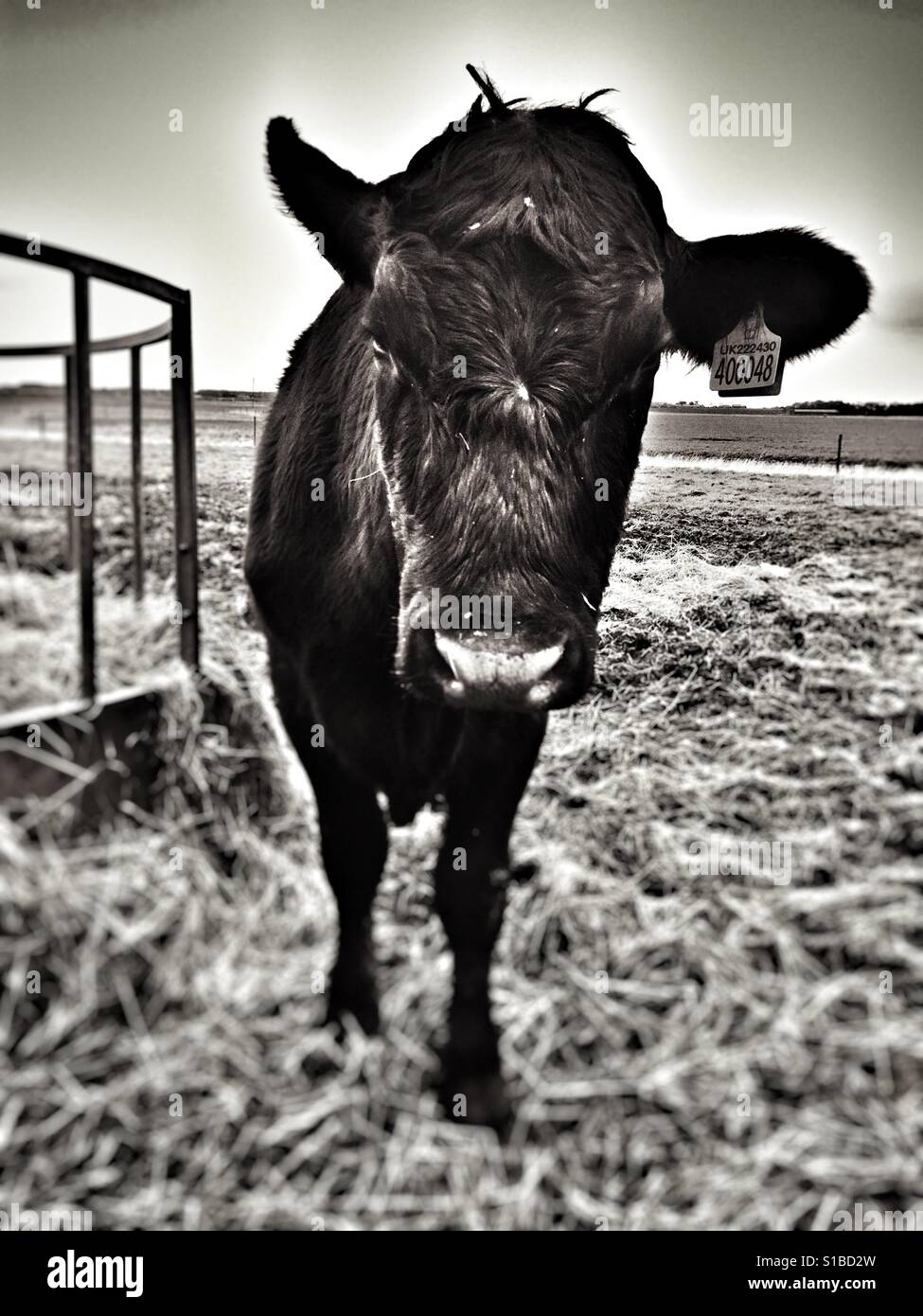 British Red Poll bovins à viande - Image de stock capturée avec un smartphone