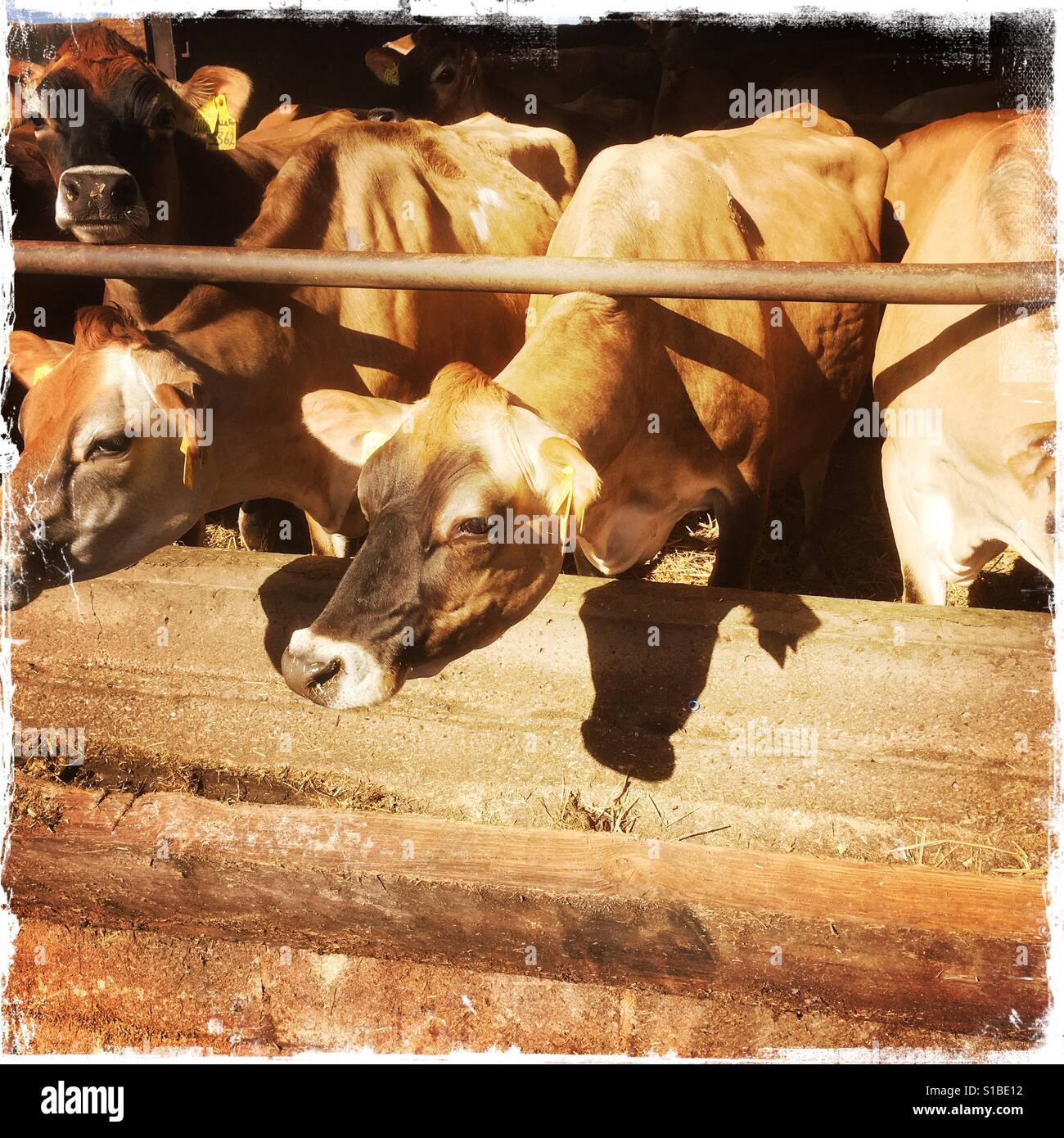 Vaches de Jersey sur une journée ensoleillée en hiver Banque D'Images