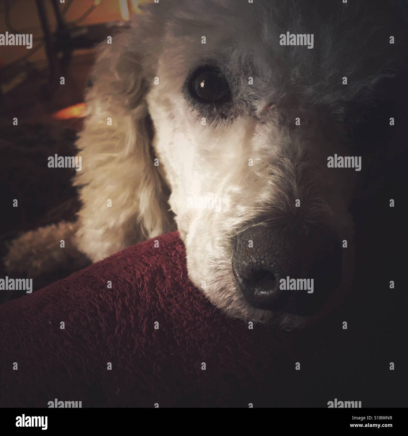 Un caniche mix posant sa tête sur une couverture tout en bourgogne à la recherche de l'appareil photo. rêveusement Banque D'Images