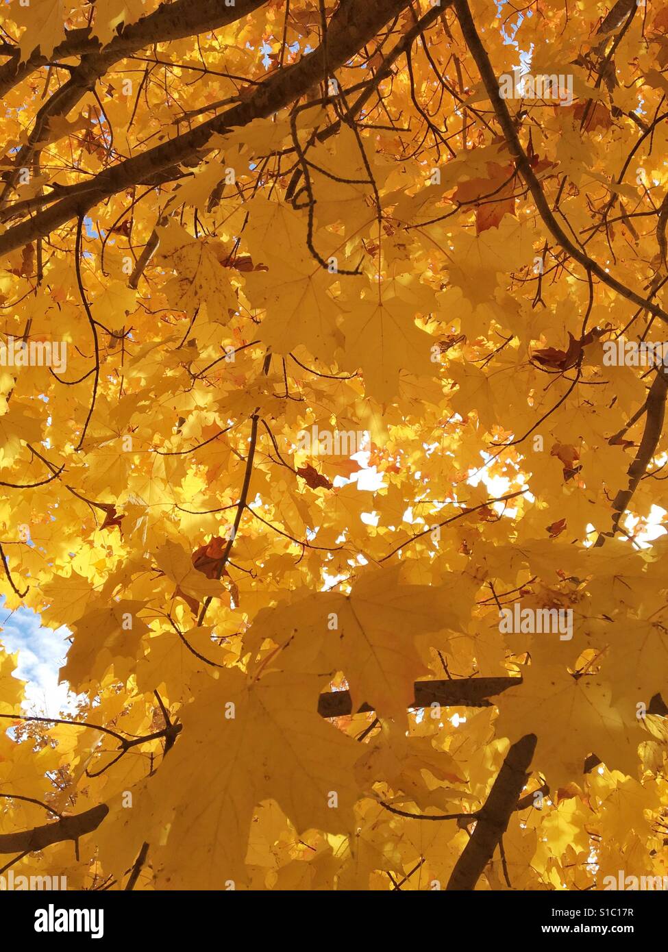Feuilles jaunes à l'automne à Whitewater, Wisconsin - Image de stock capturée avec un smartphone