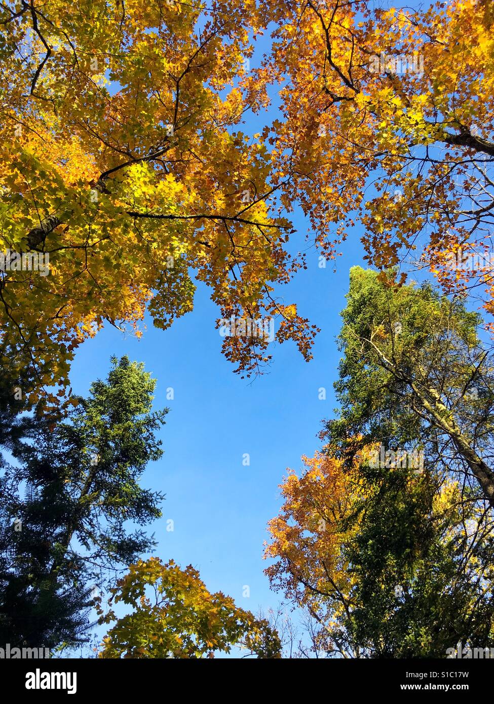 Feuilles aux couleurs automnales dans le nord du Wisconsin - Image de stock capturée avec un smartphone