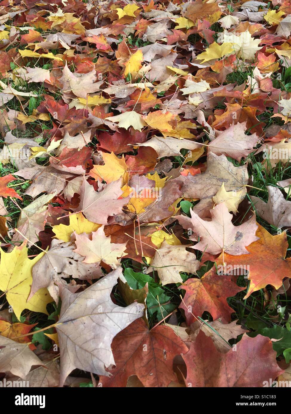 Les feuilles sur le terrain - Image de stock capturée avec un smartphone
