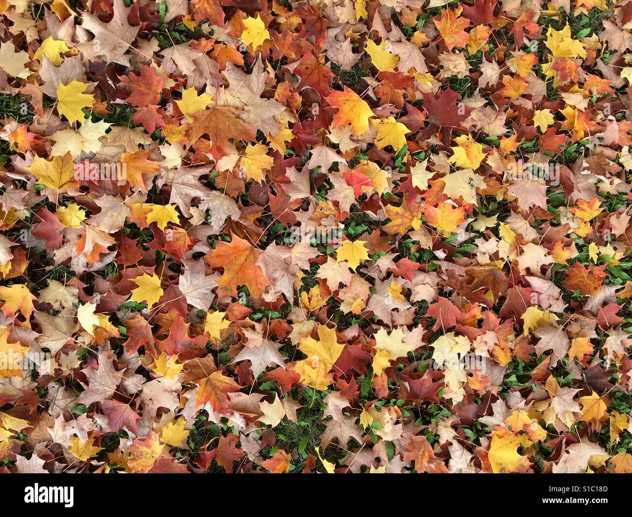 Les feuilles sur le terrain - Image de stock capturée avec un smartphone