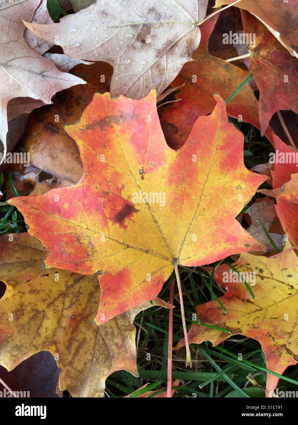Au plus près du terrain sur des feuilles colorées - Image de stock capturée avec un smartphone