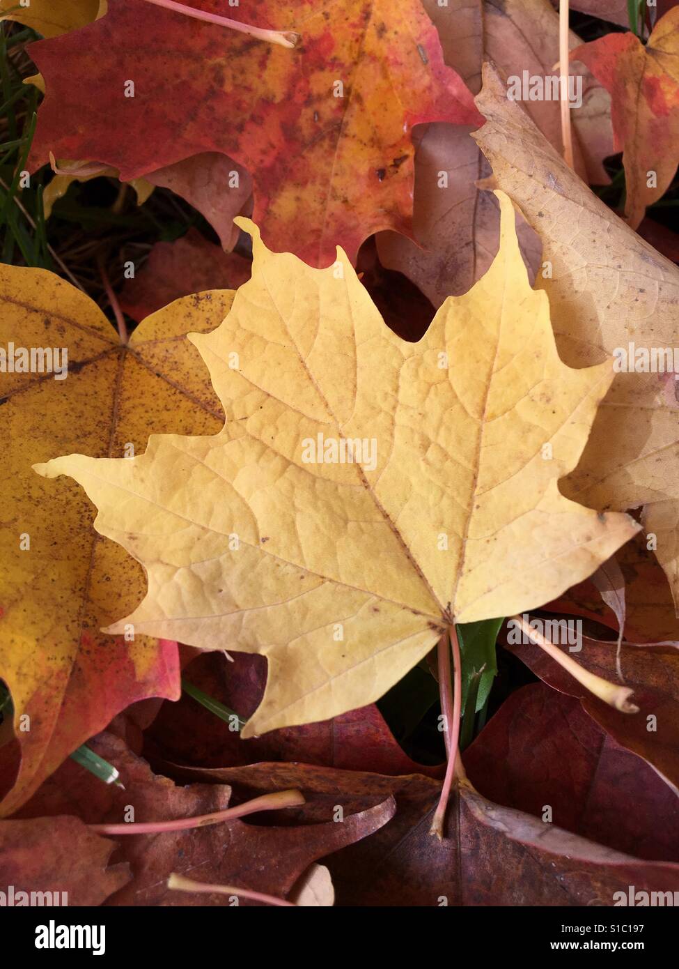 Close up of yellow leaf sur le terrain - Image de stock capturée avec un smartphone