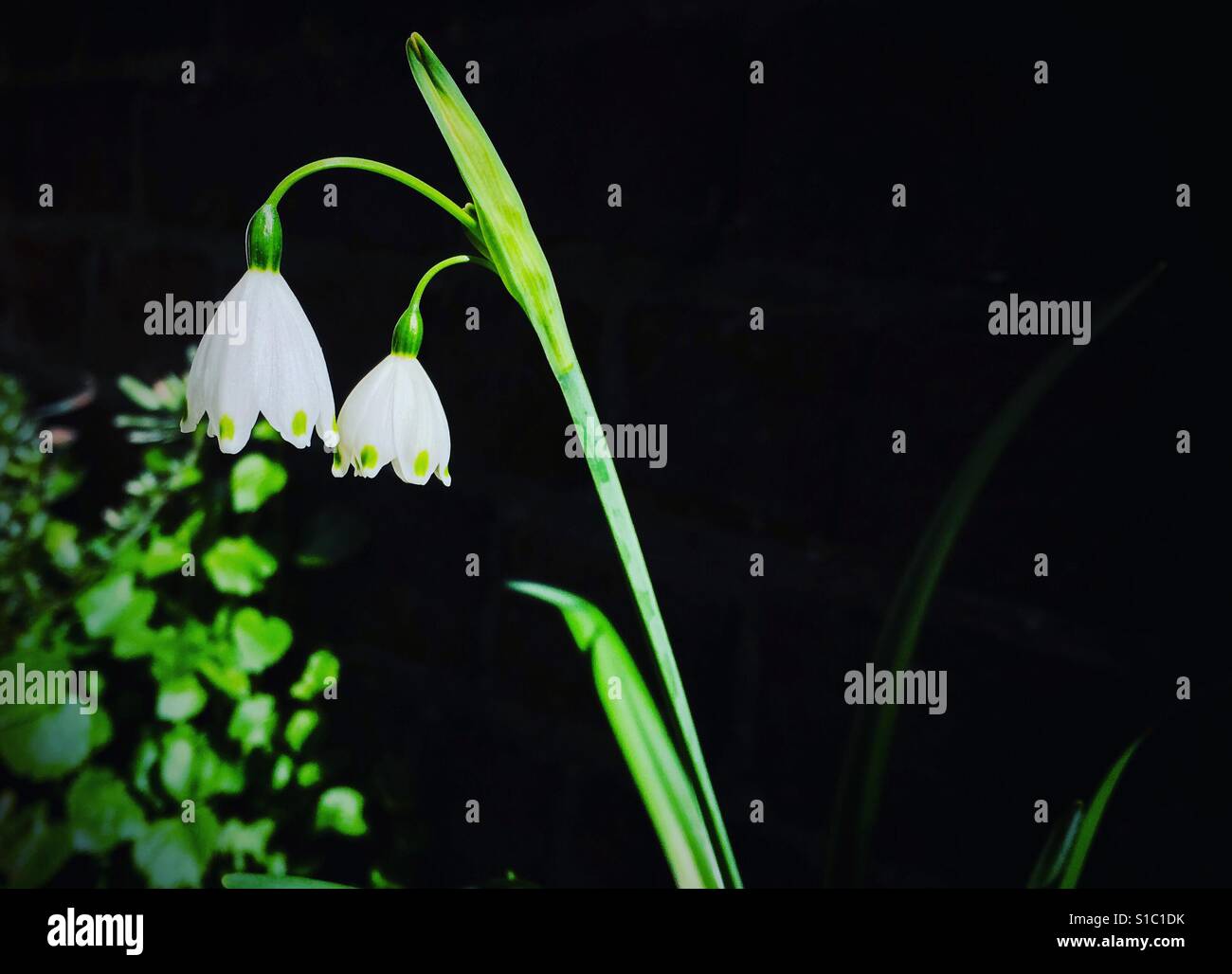 Perce-neige au printemps Banque D'Images