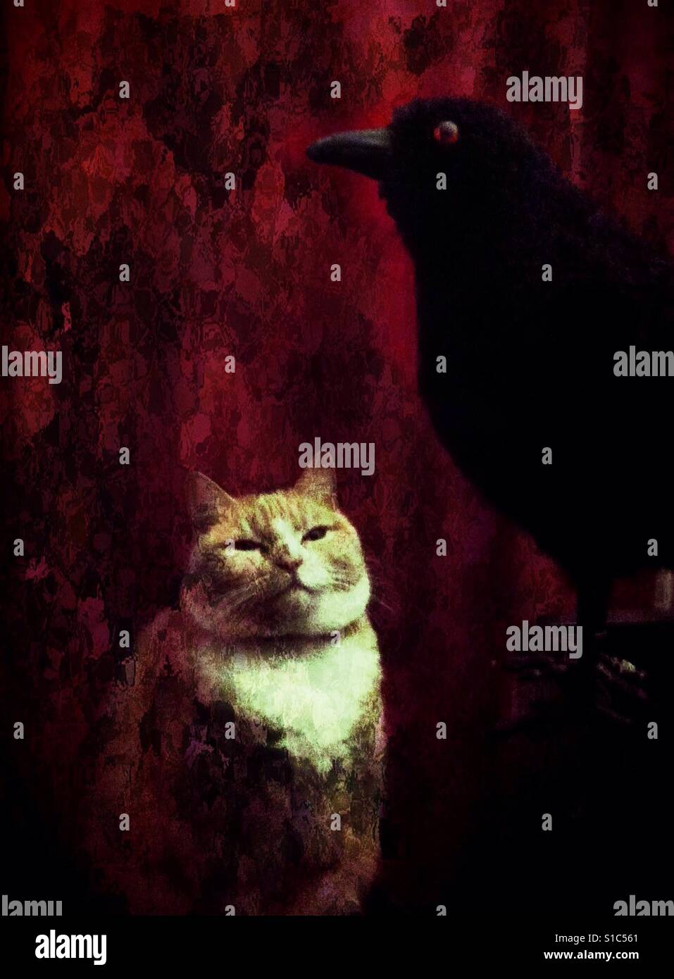 Chat Regardant Un Oiseau Empaille Photo Stock Alamy