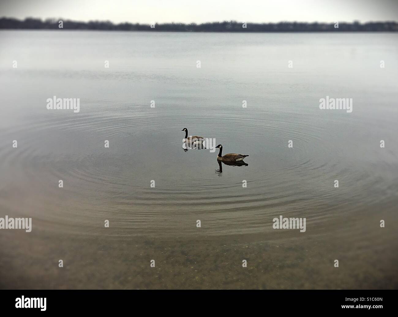 Deux oies sur un lac tranquille. Banque D'Images