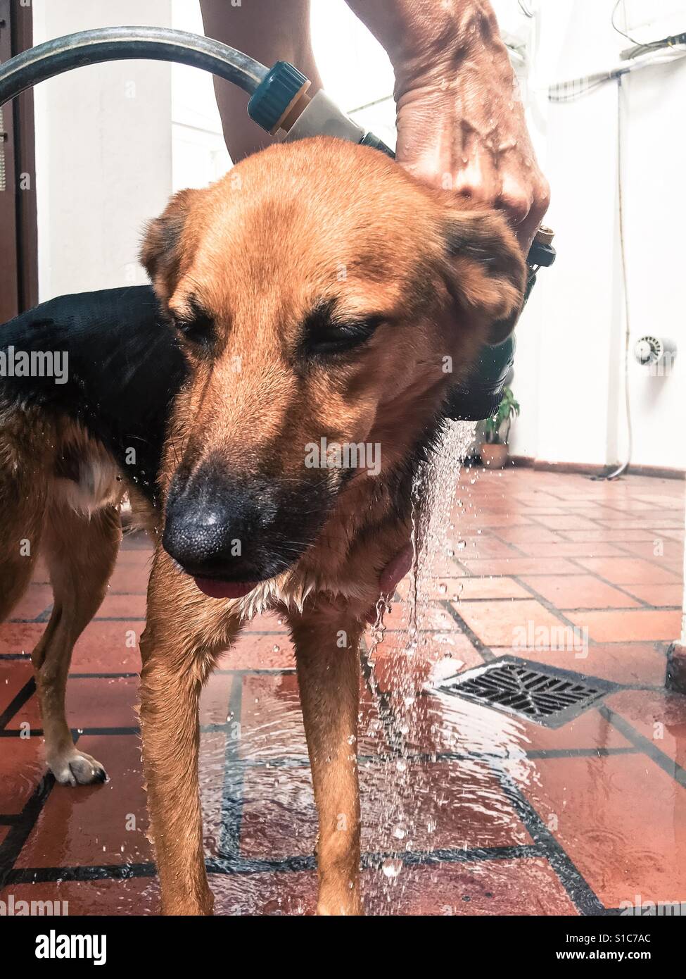 Woman giving dog a baignoire - Image de stock capturée avec un smartphone