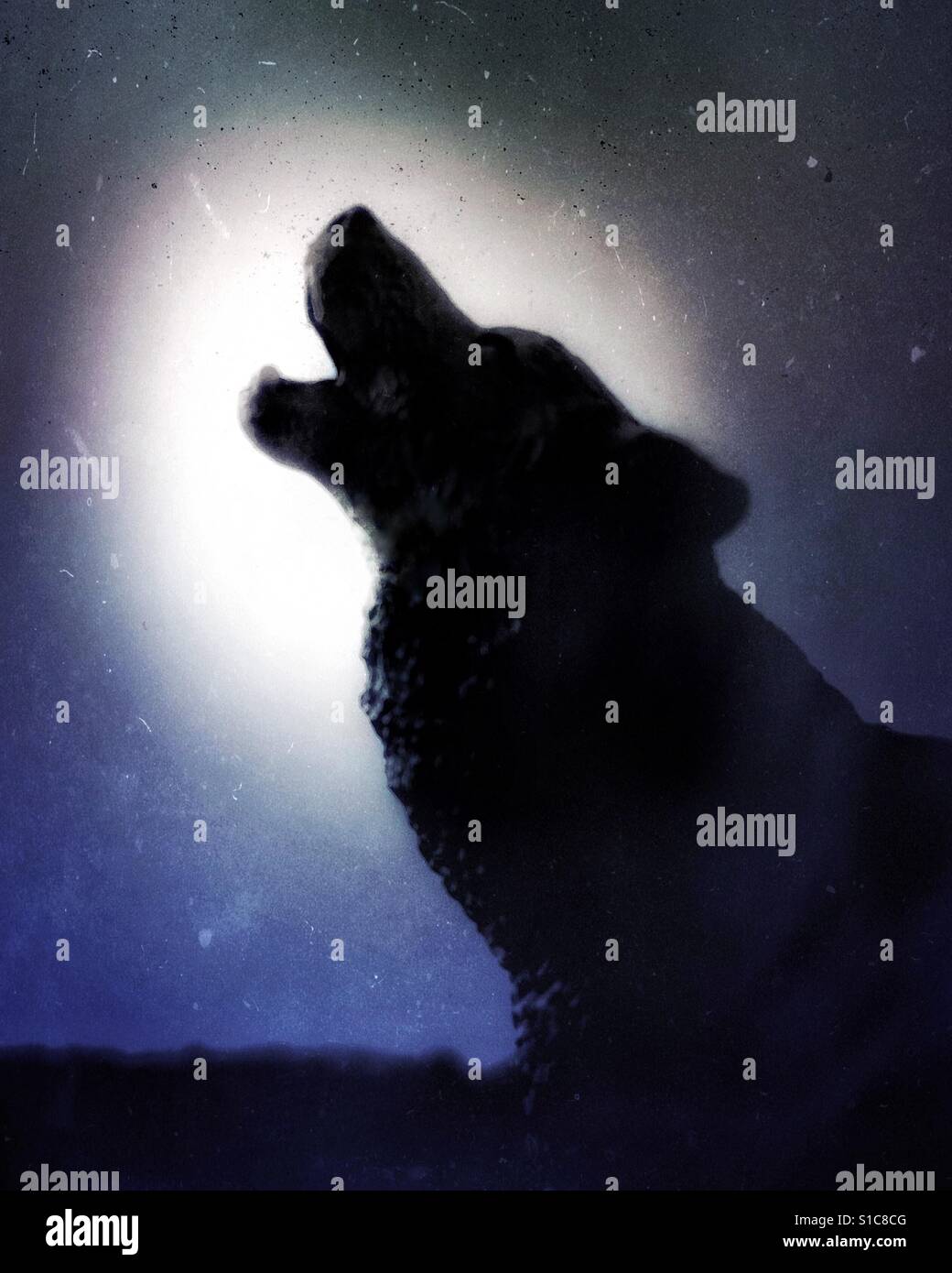 Un loup hurlant avec la tête relevée et la bouche ouverte, silhouetté contre le clair de lune sous un ciel bleu profond et sombre. Banque D'Images