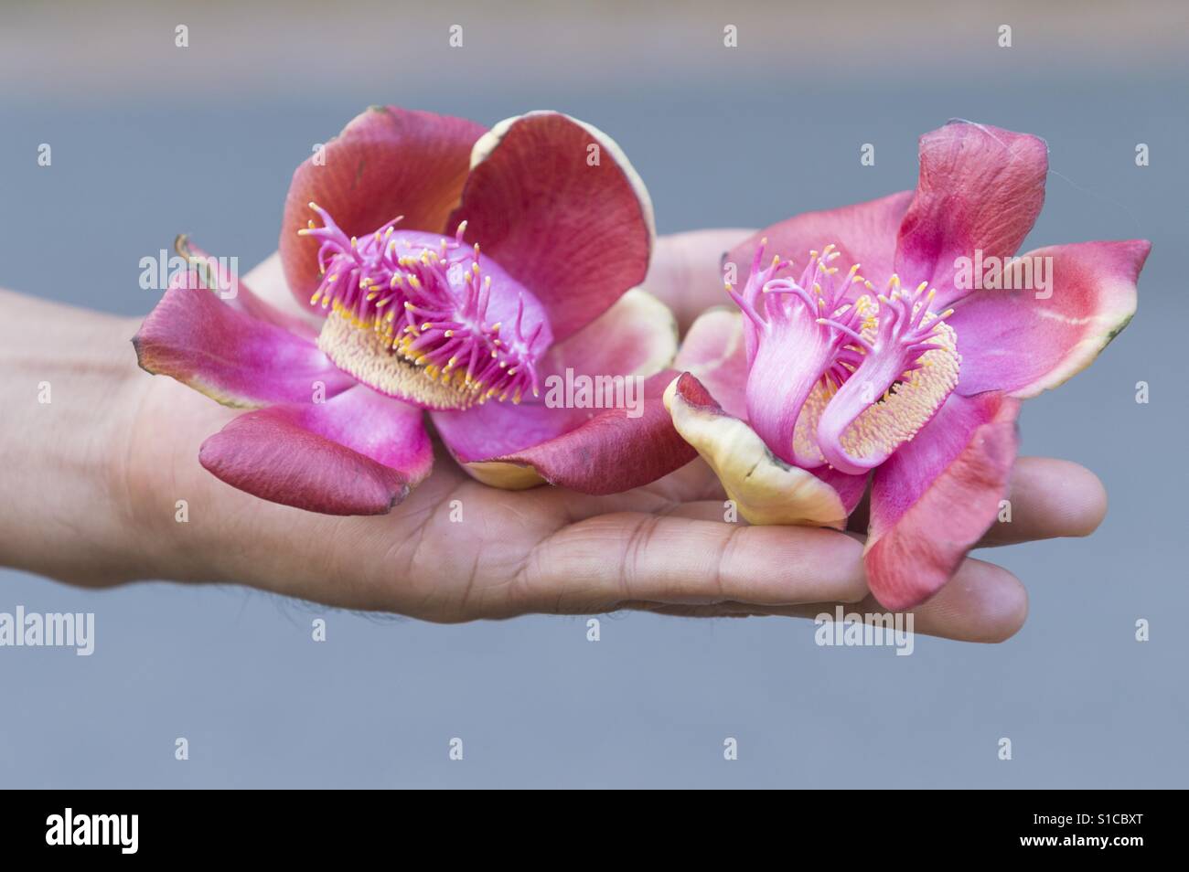 Fleur de cannonball tree (Couroupita guianensis) ou Sal de l'Inde dans une main Banque D'Images