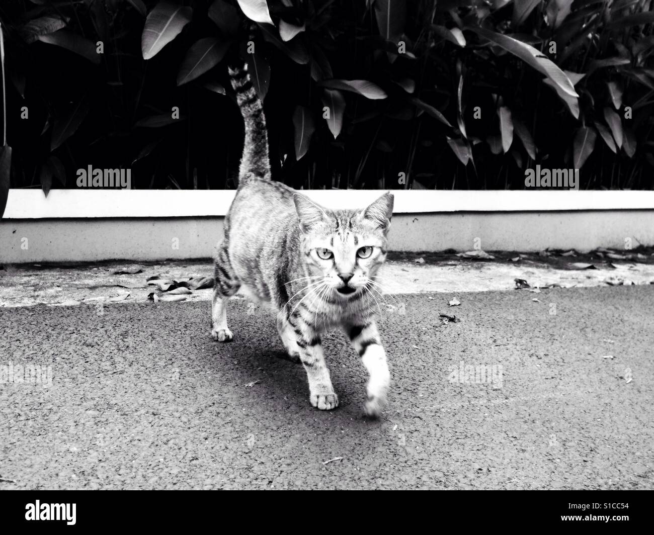 Chat sauvage marche dans la rue Banque D'Images