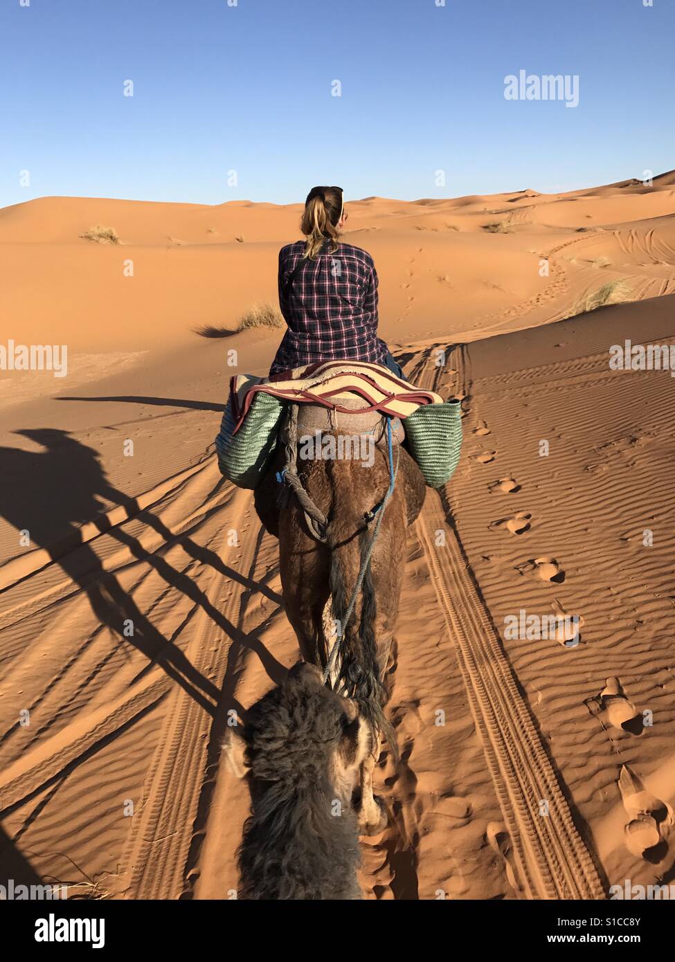 Randonnée chamelière dans le Sahara Marocain Banque D'Images