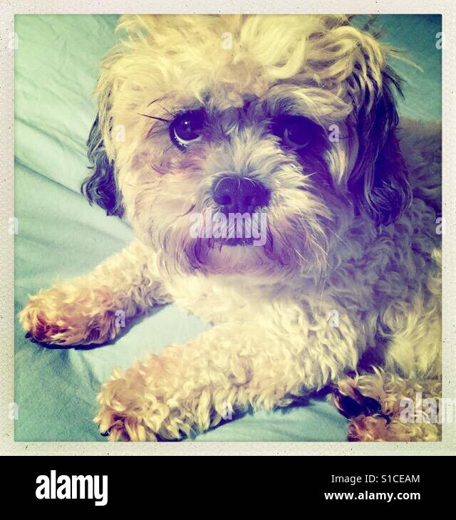 Fluffy dog sitting on bed Banque D'Images