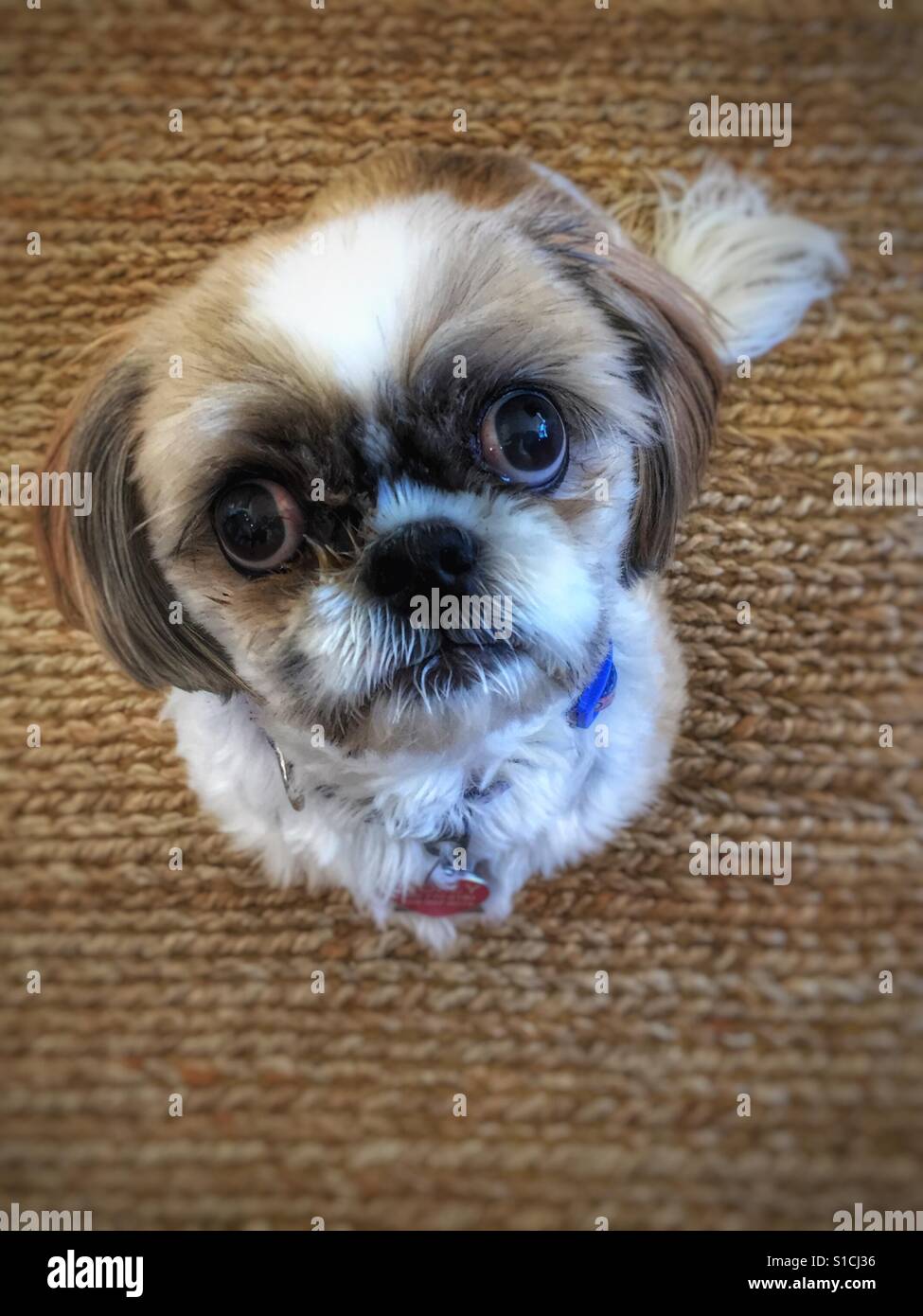 Petit chien attend patiemment pour un festin...plaide avec ses grands yeux bruns Banque D'Images