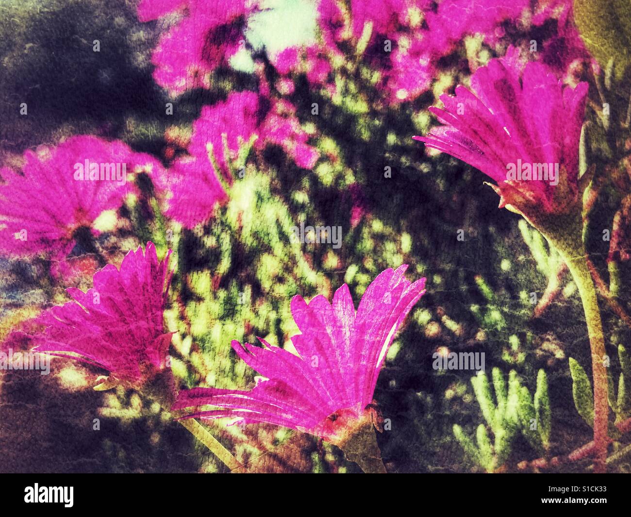 Petites fleurs roses sur un succulent - Image de stock capturée avec un smartphone