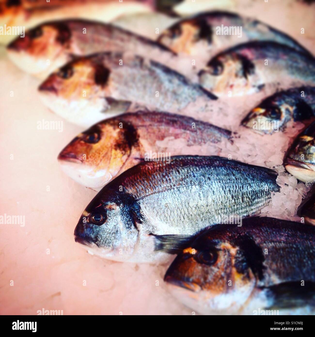 'Daurade' fish for sale at market à Paris, France Banque D'Images