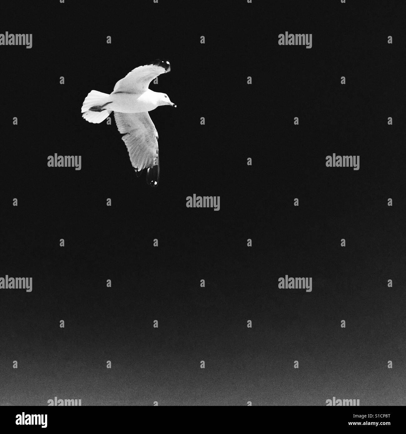 Mouette oiseau volant dans le ciel. Les carrés. Modifier sombre. Banque D'Images