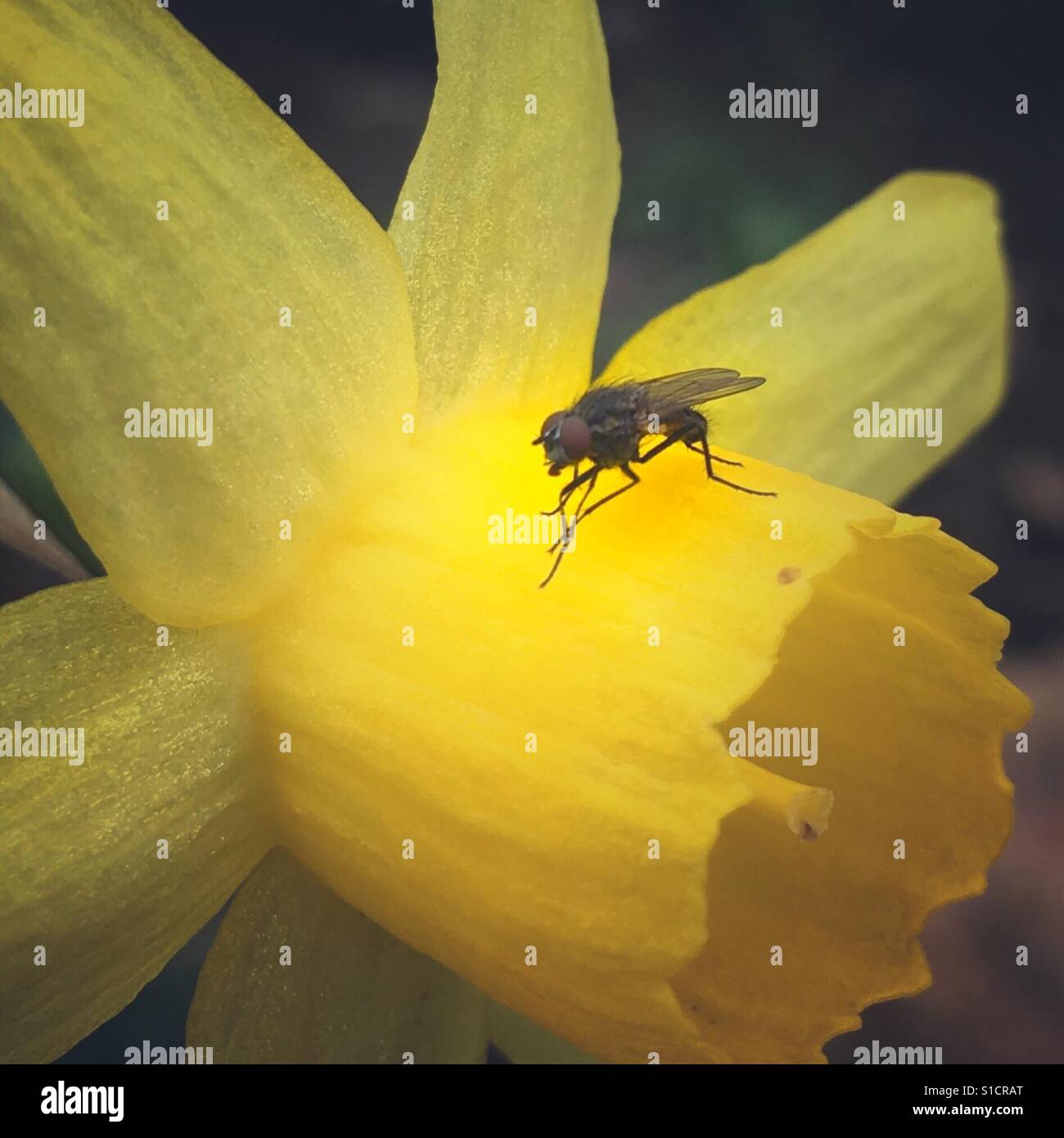 Une mouche sur une jonquille. Banque D'Images