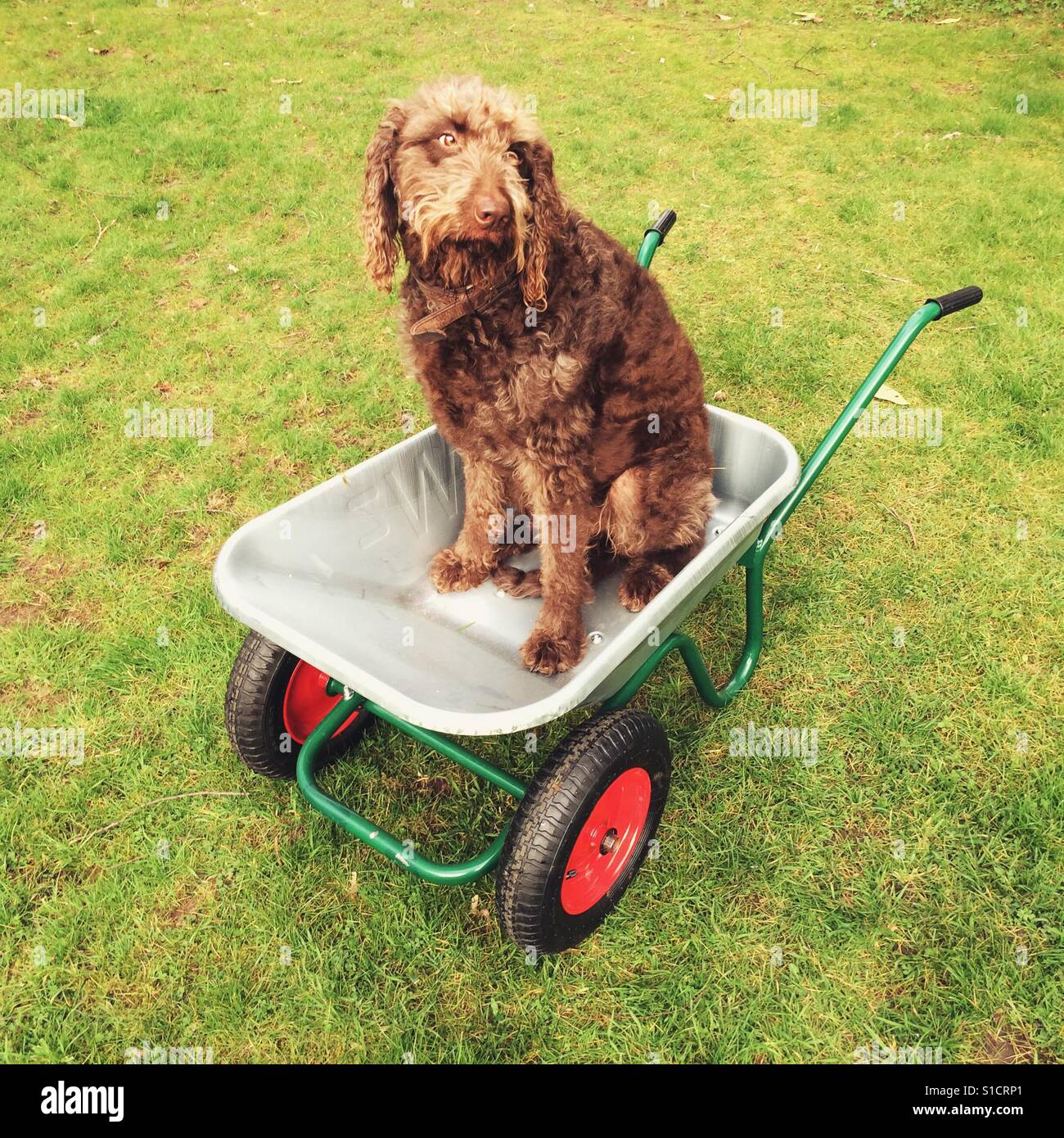 Brown Labradoodle chien assis dans une brouette en métal. Banque D'Images